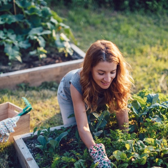 A woman tends a vegetable patch edged with wooden boards in the evening sun.