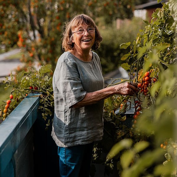 A cheerful older woman picks ripe tomatoes on her patio.
