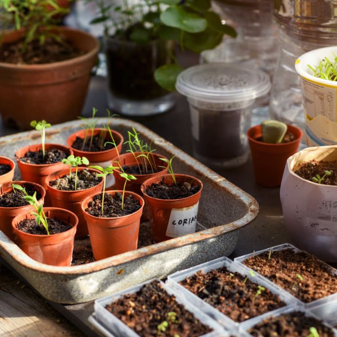 Seedlings in seed pots and seed trays on a table.